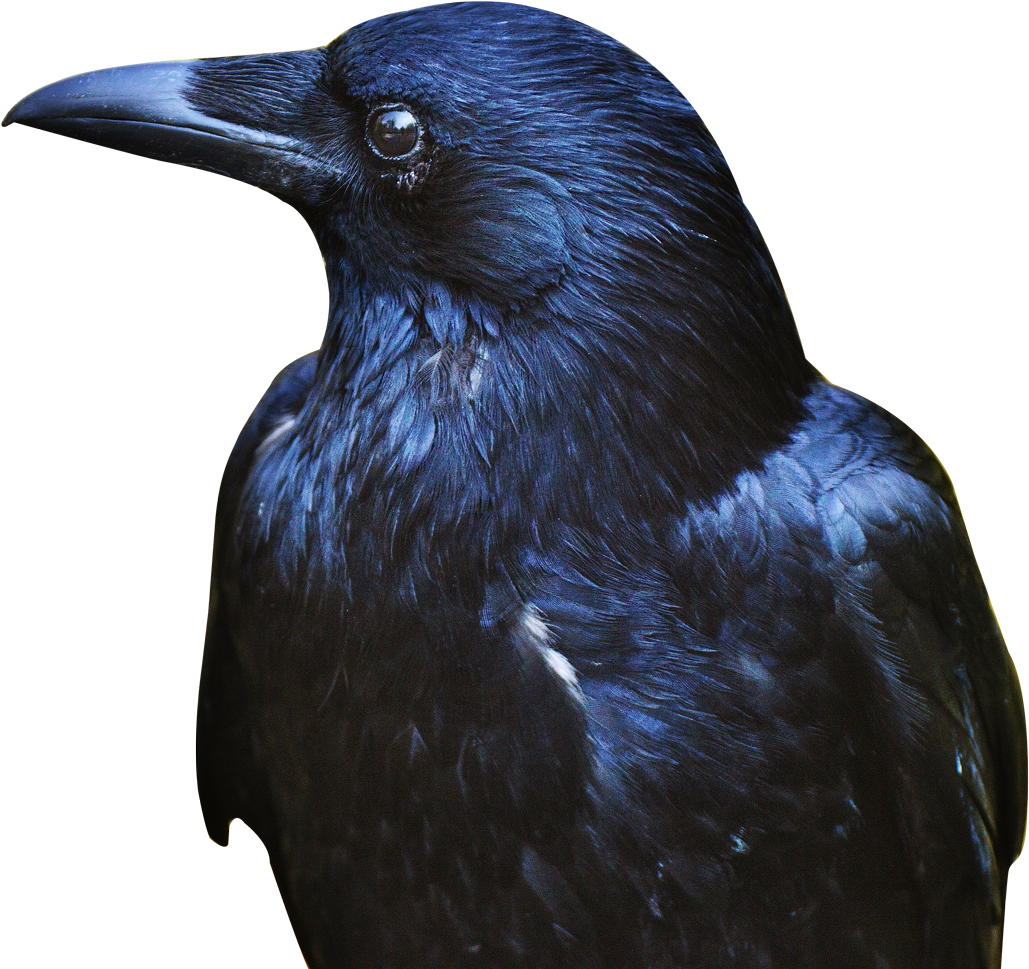 crow.png